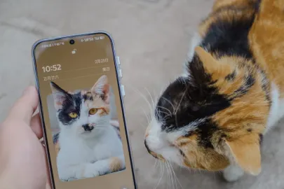 Vesper Kasyno Aplikacja mobilna